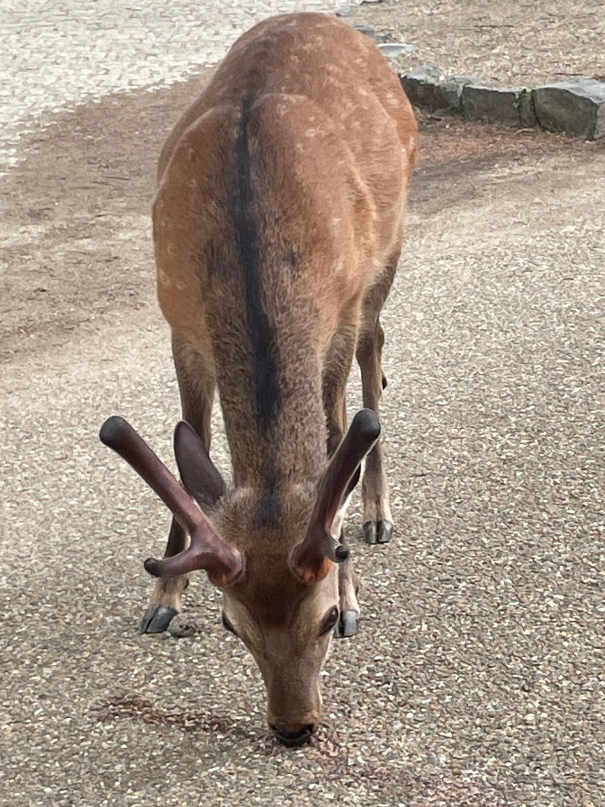 nara deer 16